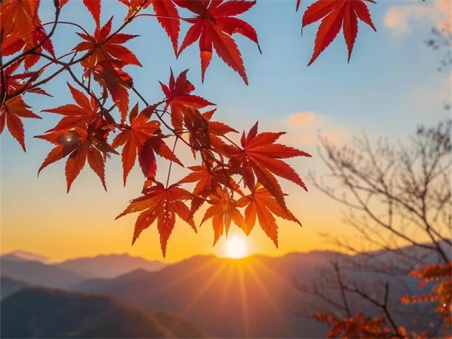 拥抱秋天，赏红叶